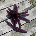 Midnight Purple 5’ Stick Bait 8 Pack